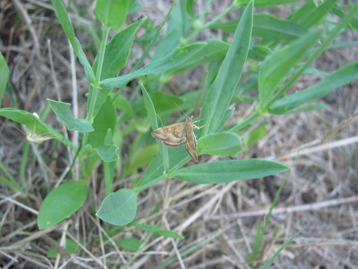 Falena da ID - Pyrausta despicata